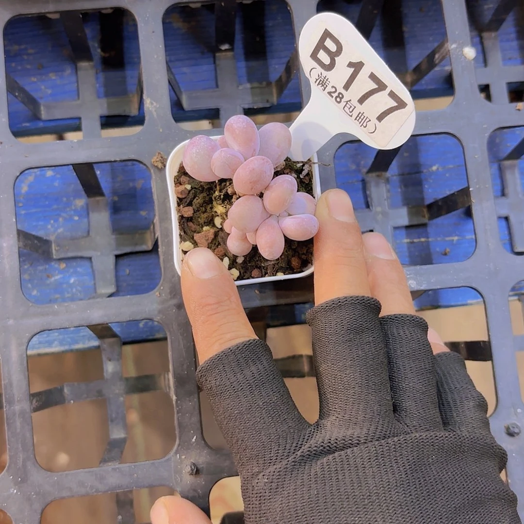 B177日系蛋黄奶一物一拍