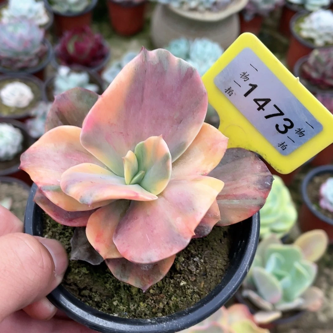 【闪购商品】知**豹1473号