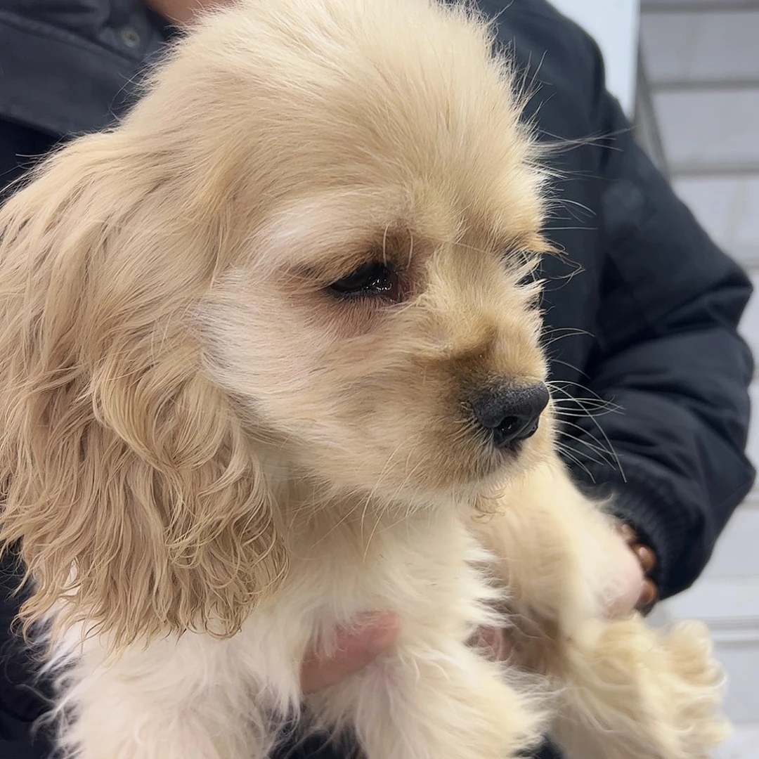 美国可卡犬小麦色弟弟不包运