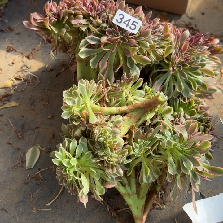 粉女巫拉丝砍头345