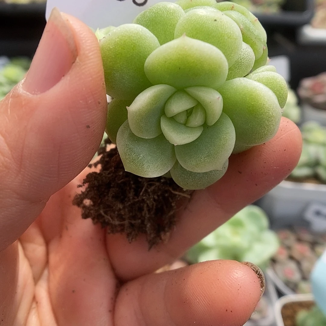 一物一拍一物一拍925-965