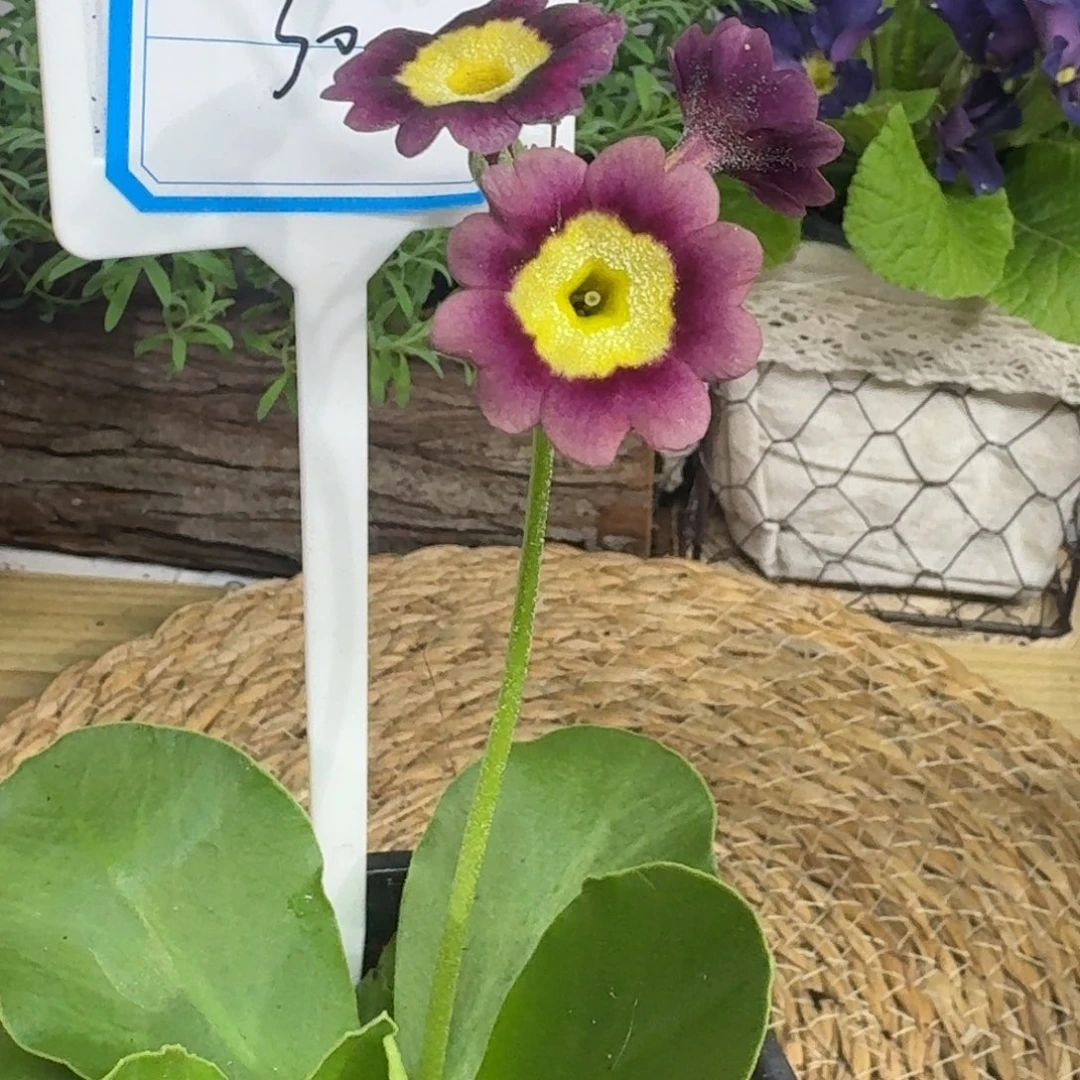 无花朵直播间一物一拍30号耳叶
