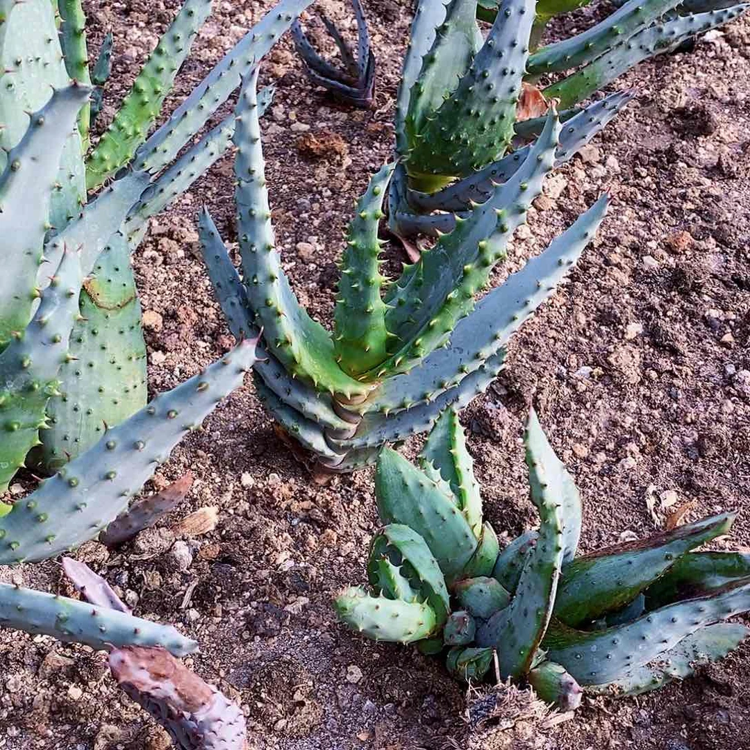 红花树芦荟冠幅15公分左右