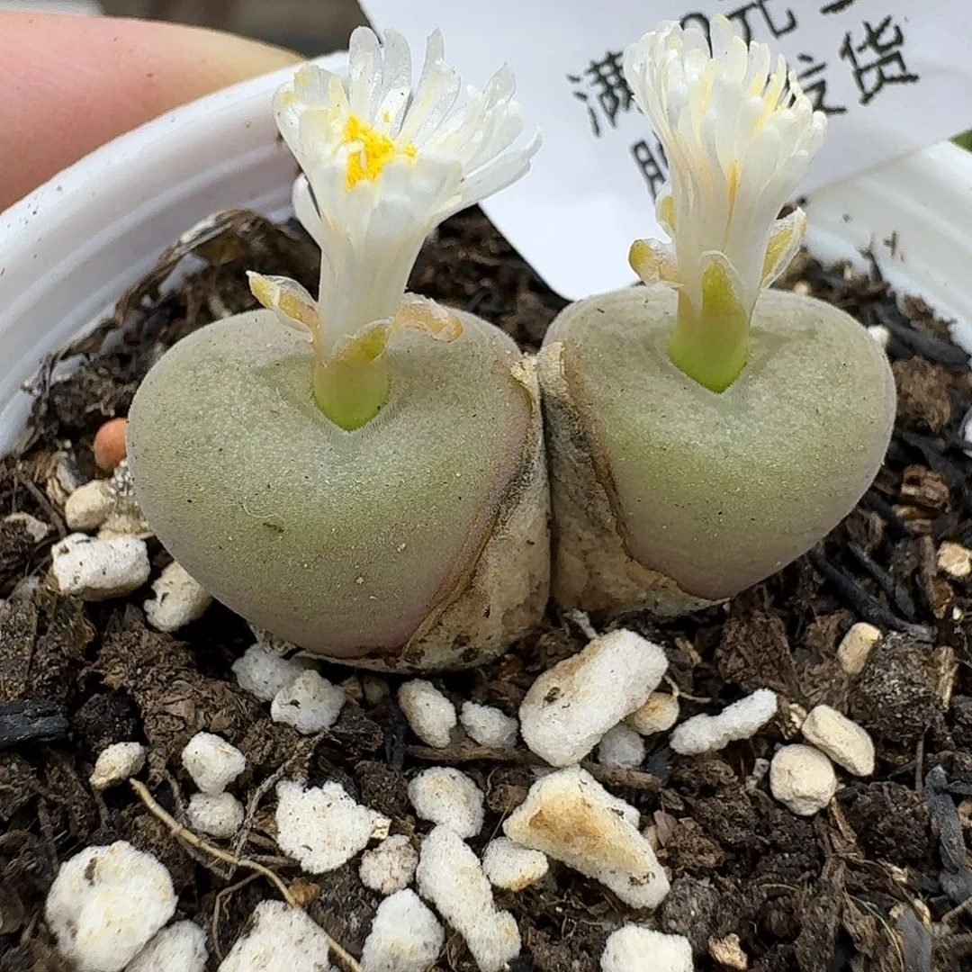 925多肉哈哈哈哈哈哈哈