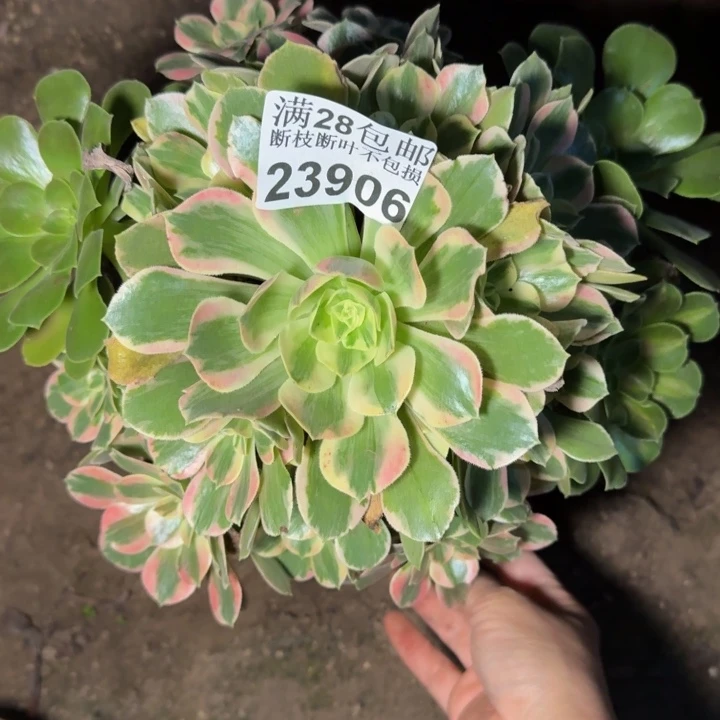 23906女妖多肉植物
