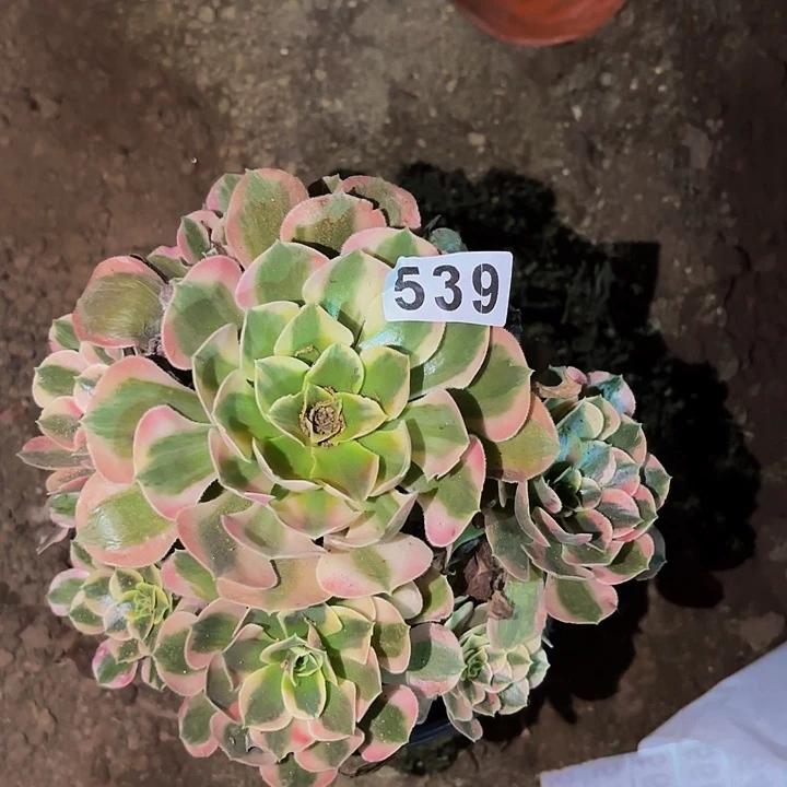 539女郎多肉植物不售后