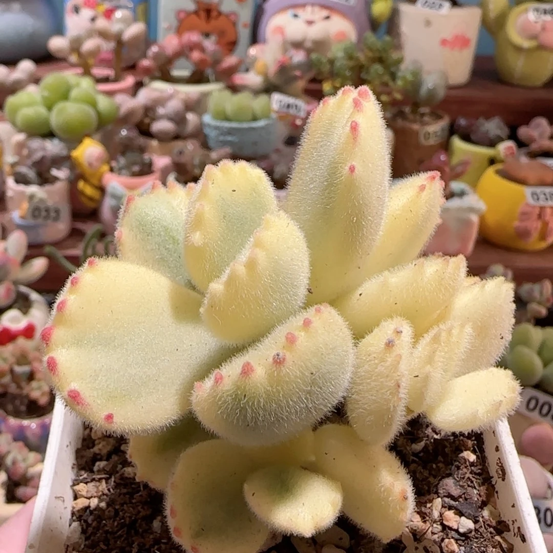 T熊童子盆口  5cm
