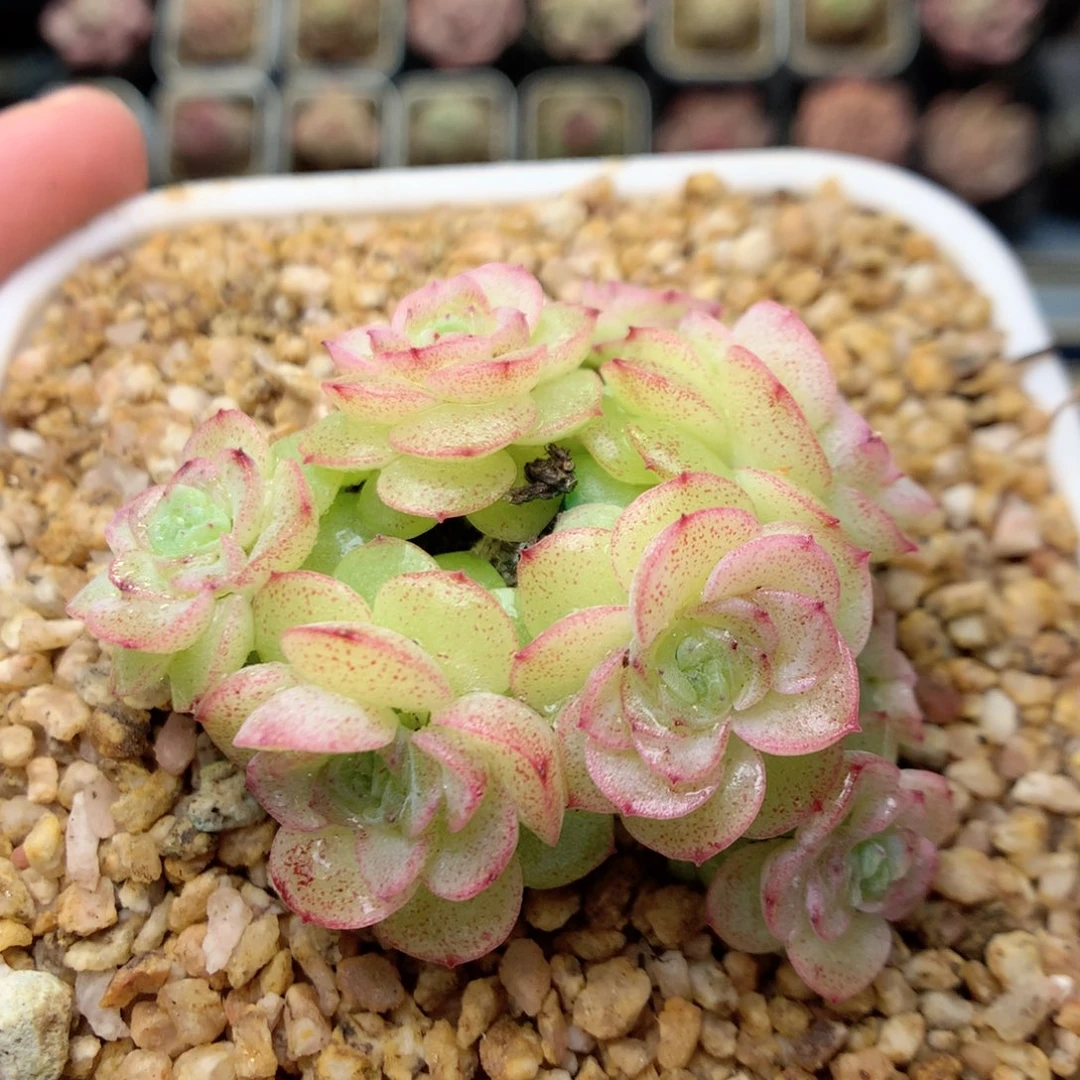 G37新品优选编号小脸朵朵群