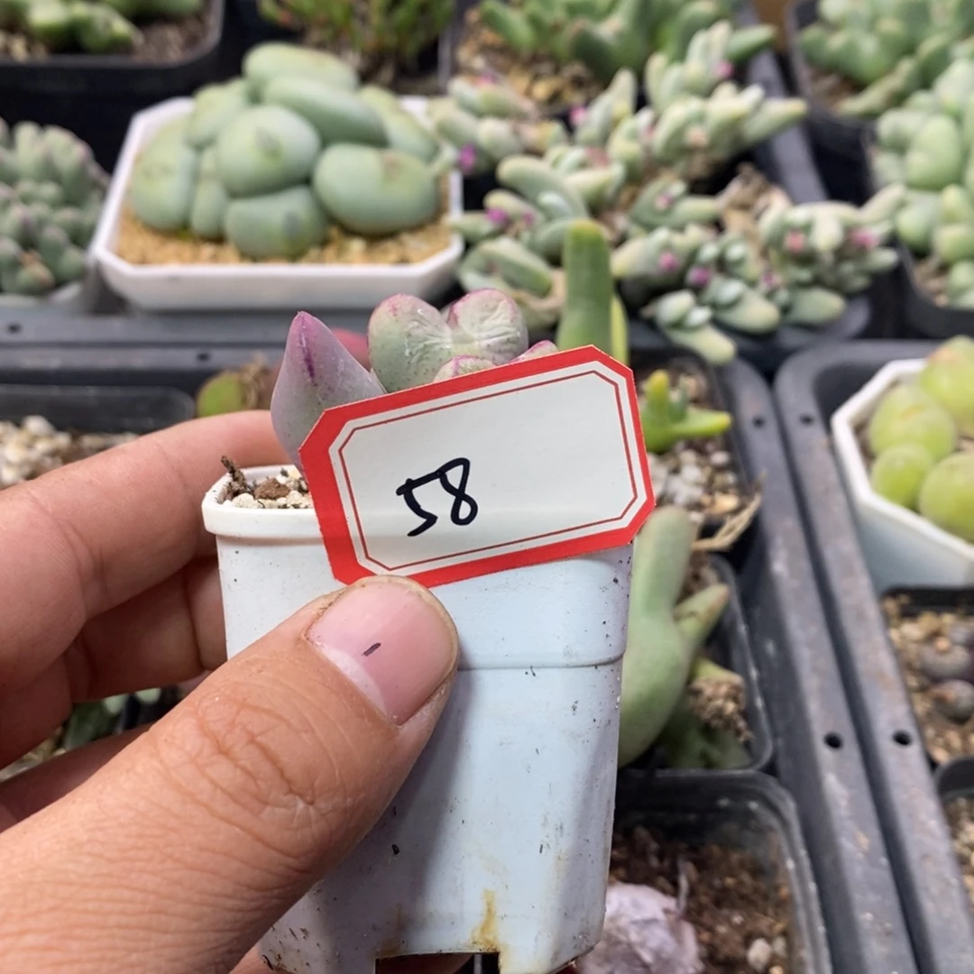 怀**念236666666688999888888