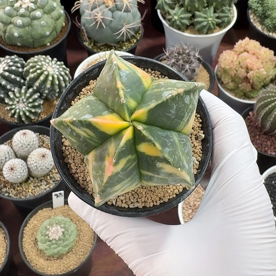 英***英孪凤玉锦仙人球123