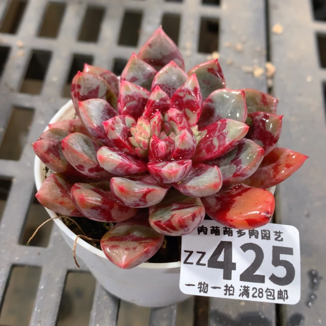 肉萌萌拇指盆精控多肉ZZ425