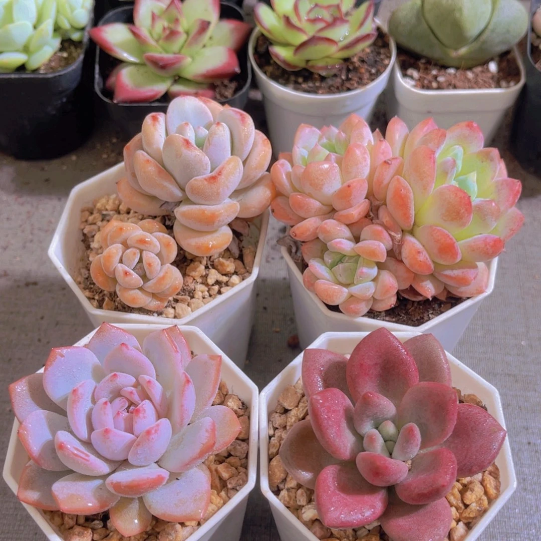 幻梦，星星橙，星星雪，桃花源