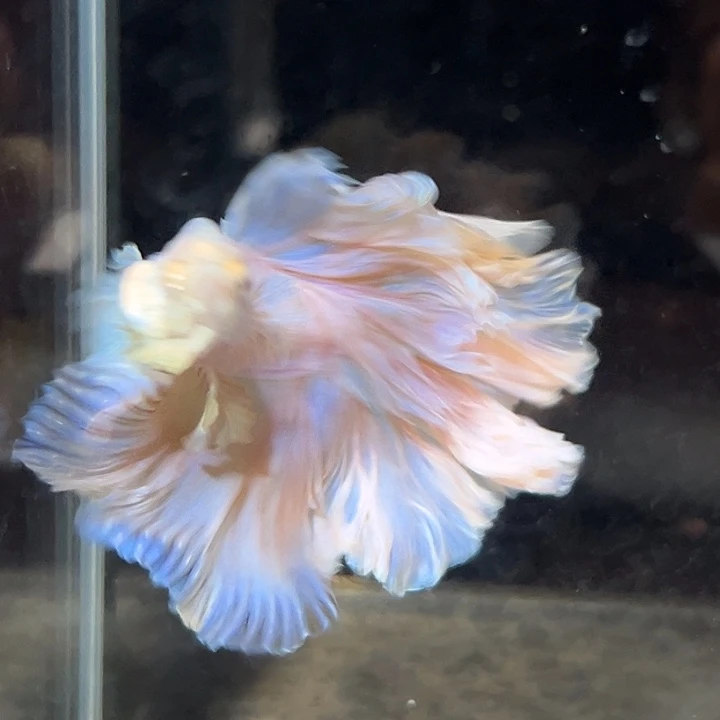 斗鱼7号打折出鱼花魁粉色婚纱