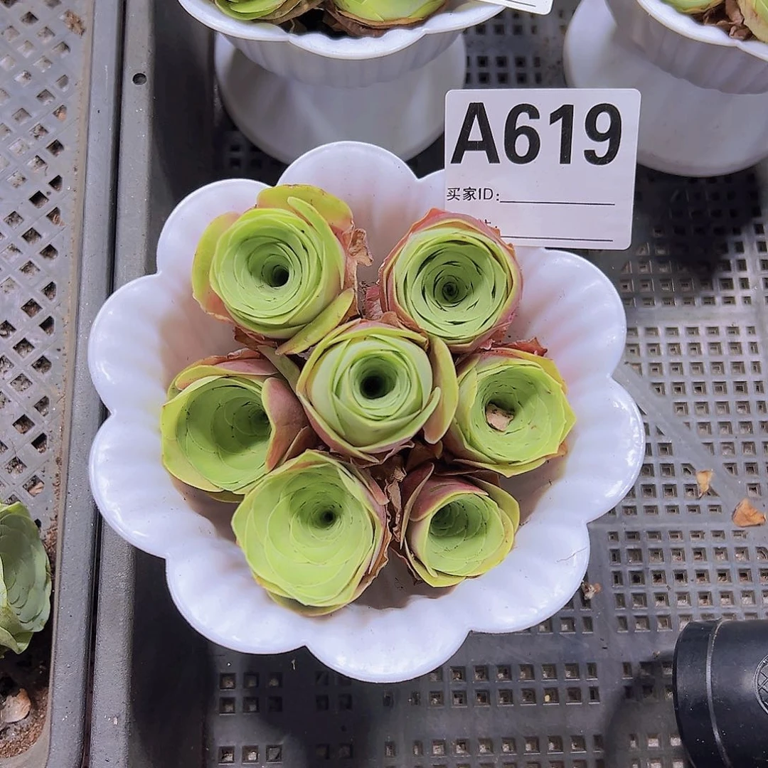 619带盆发红水蜜桃7个