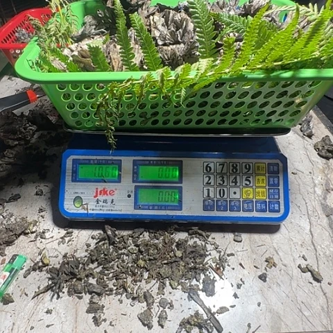 ****懂干巴菌中国大陆1️⃣公斤