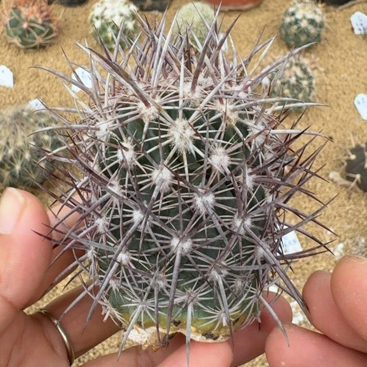 英冠，有根666666666