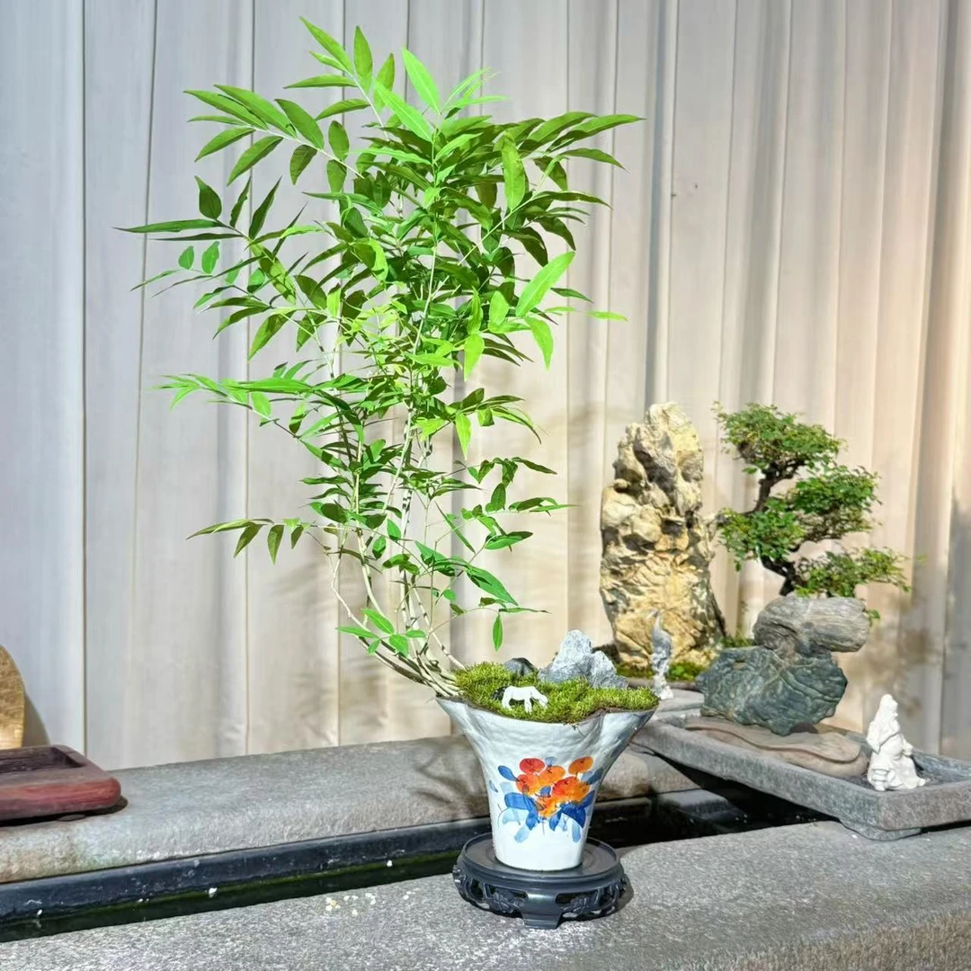 菩提青花瓷手绘好柿发生盆无患子菩提室内盆景茶桌电视柜禅意