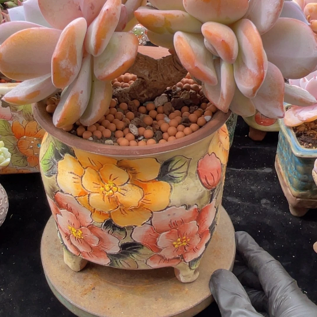 我***微韩版奶三头一颗一颗