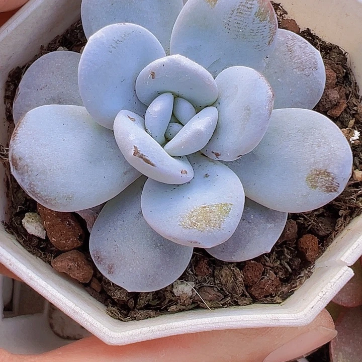 8角盆雪莲19包邮多肉