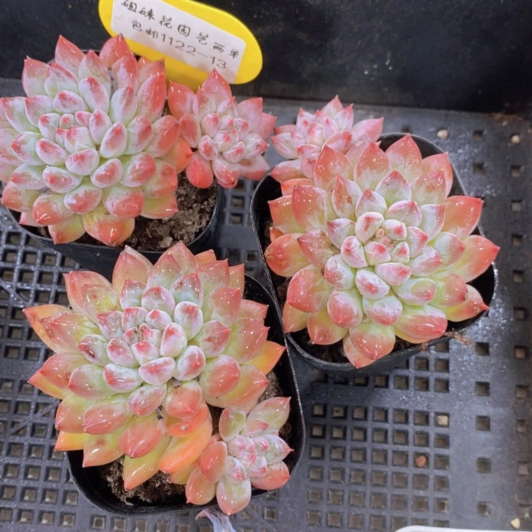 1122-13-精品梅花洛双头一个