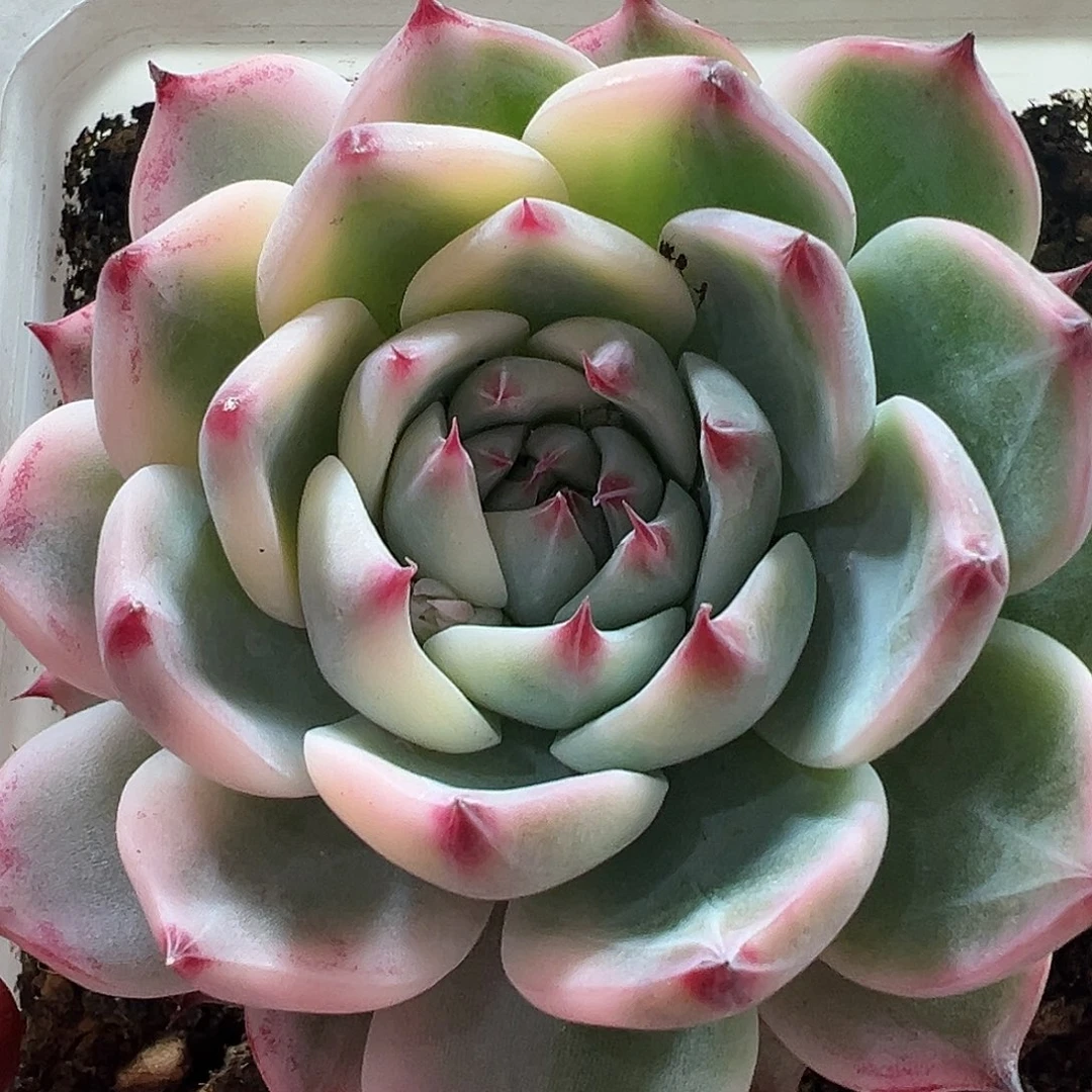 花脸吉娃娃多肉植物