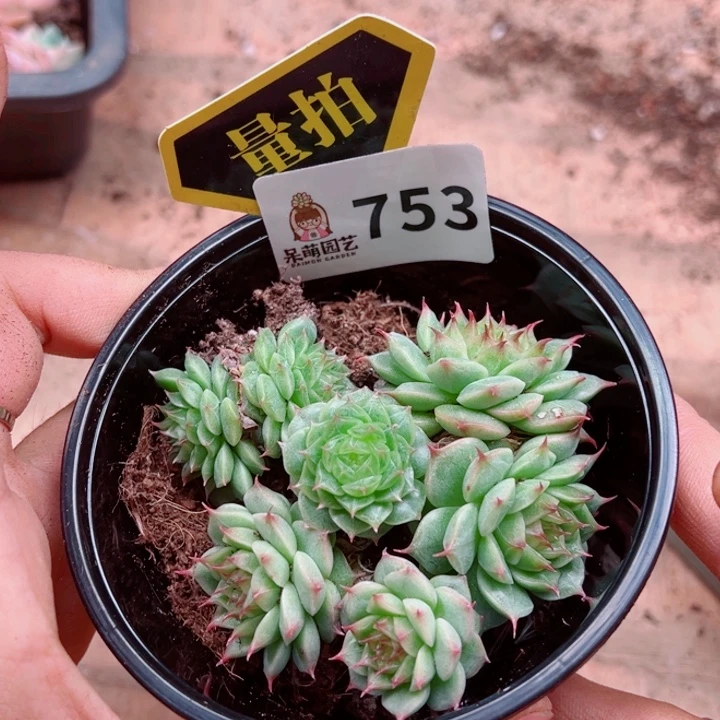 多肉植物多肉植物