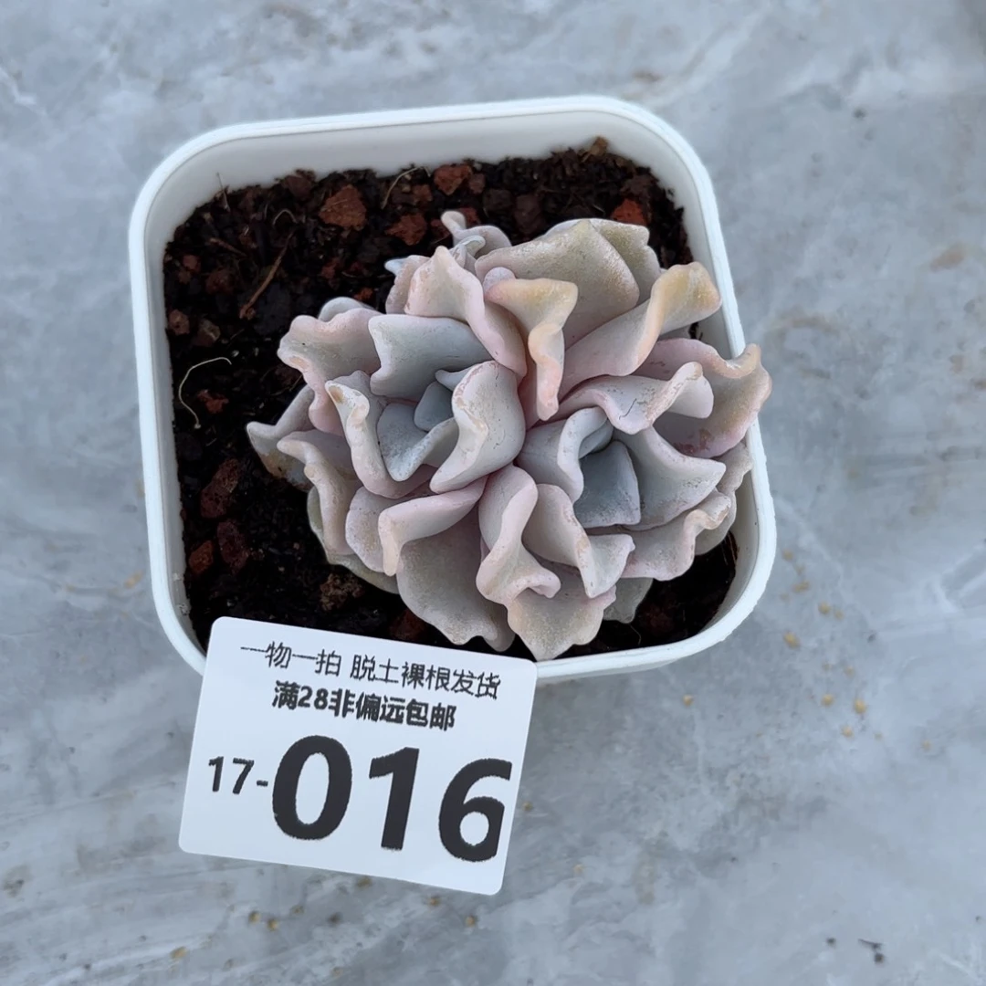 芭蕾舞者多肉多肉