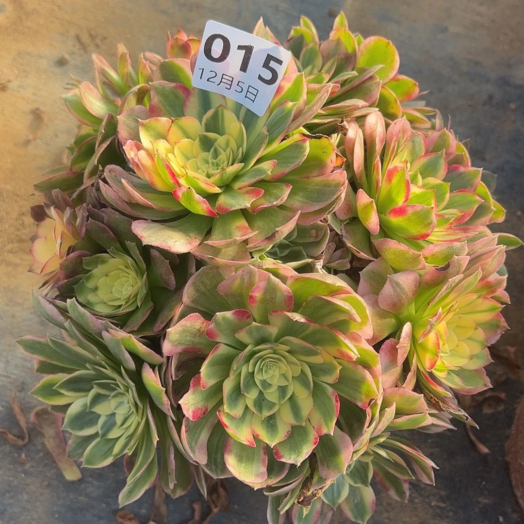12.5-15海仙多肉植物1