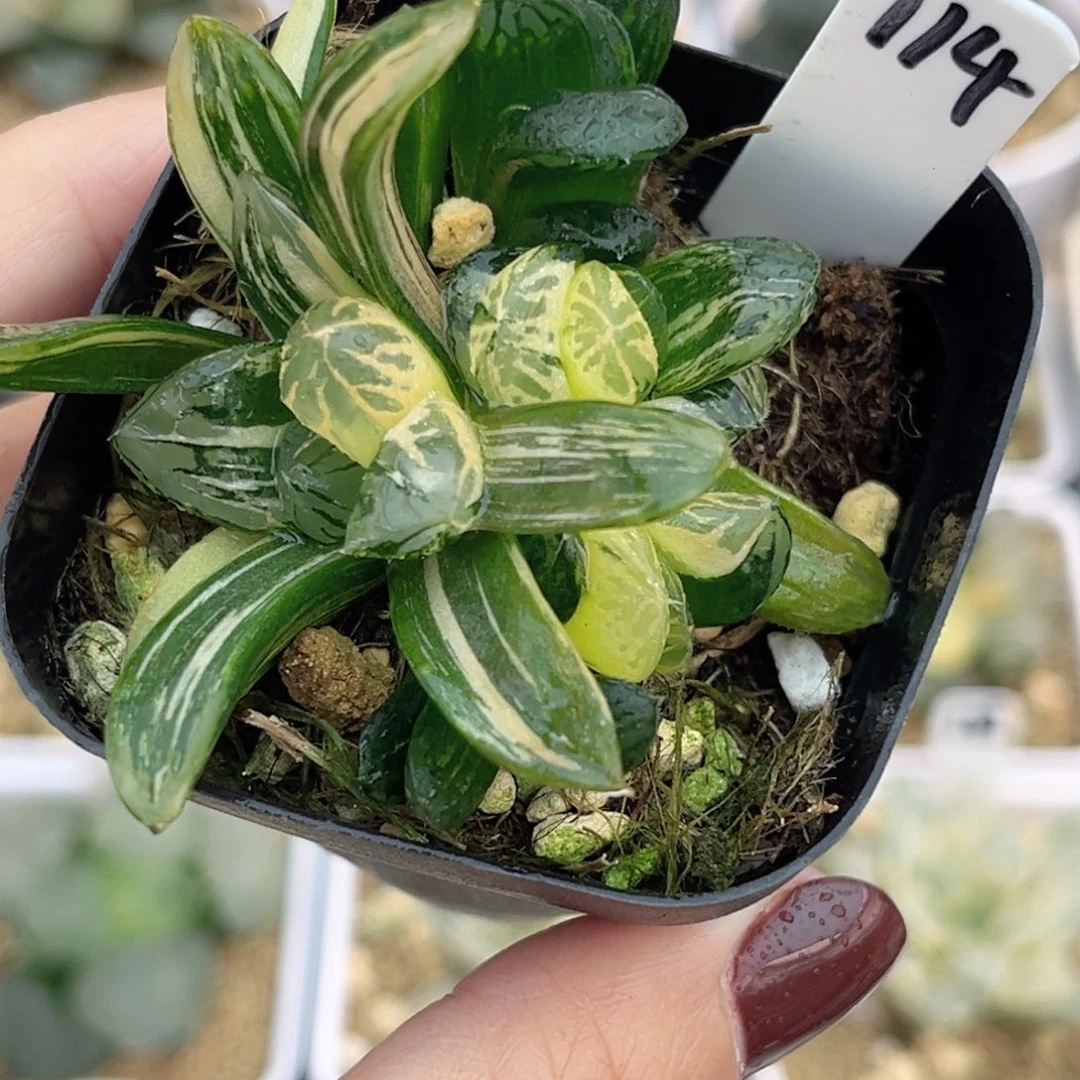 114群生花水晶玉露锦福利专场