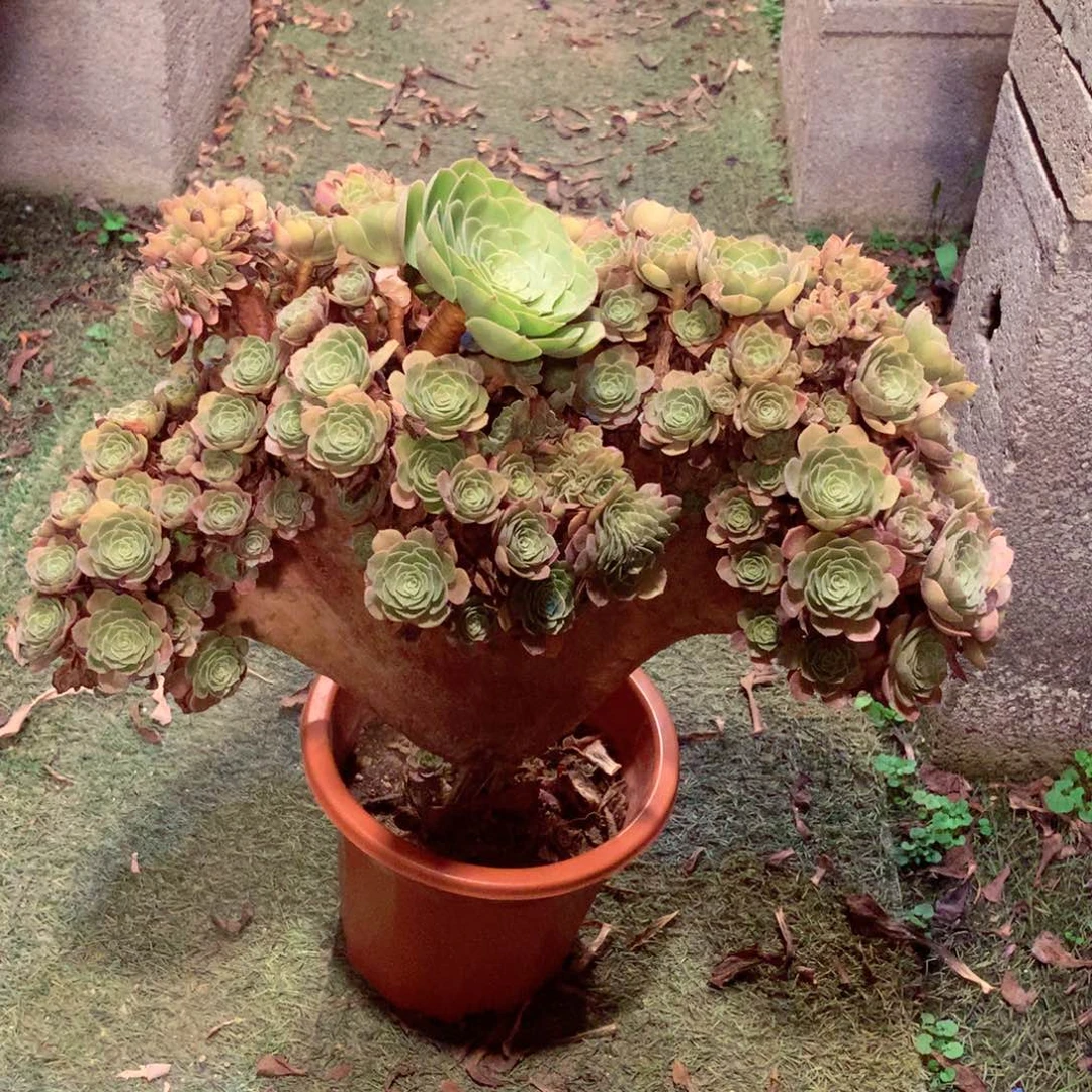 万缀朵朵整板，多肉植物