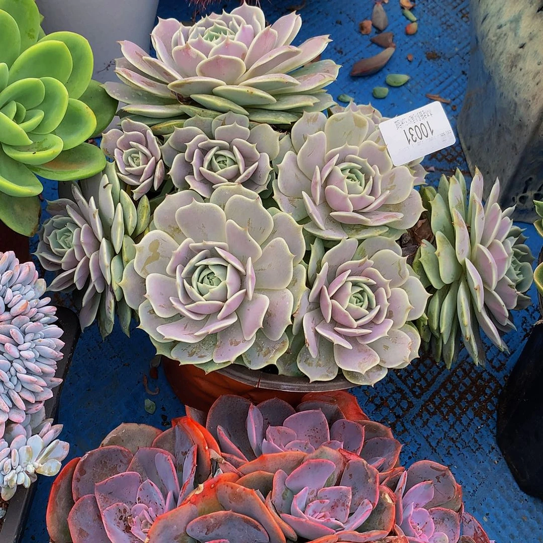 忘***始    露娜莲多头10031