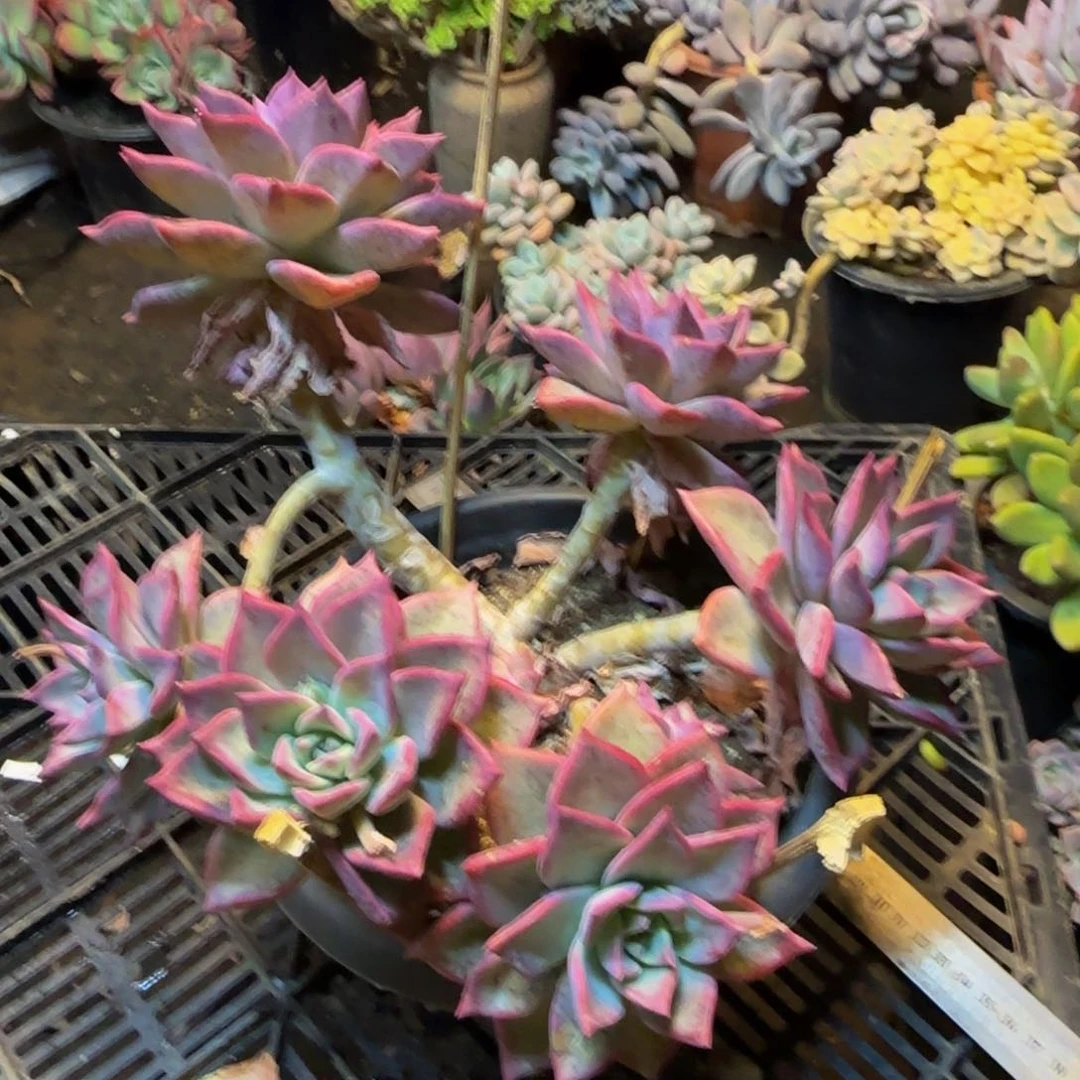 初吻一物一拍1537