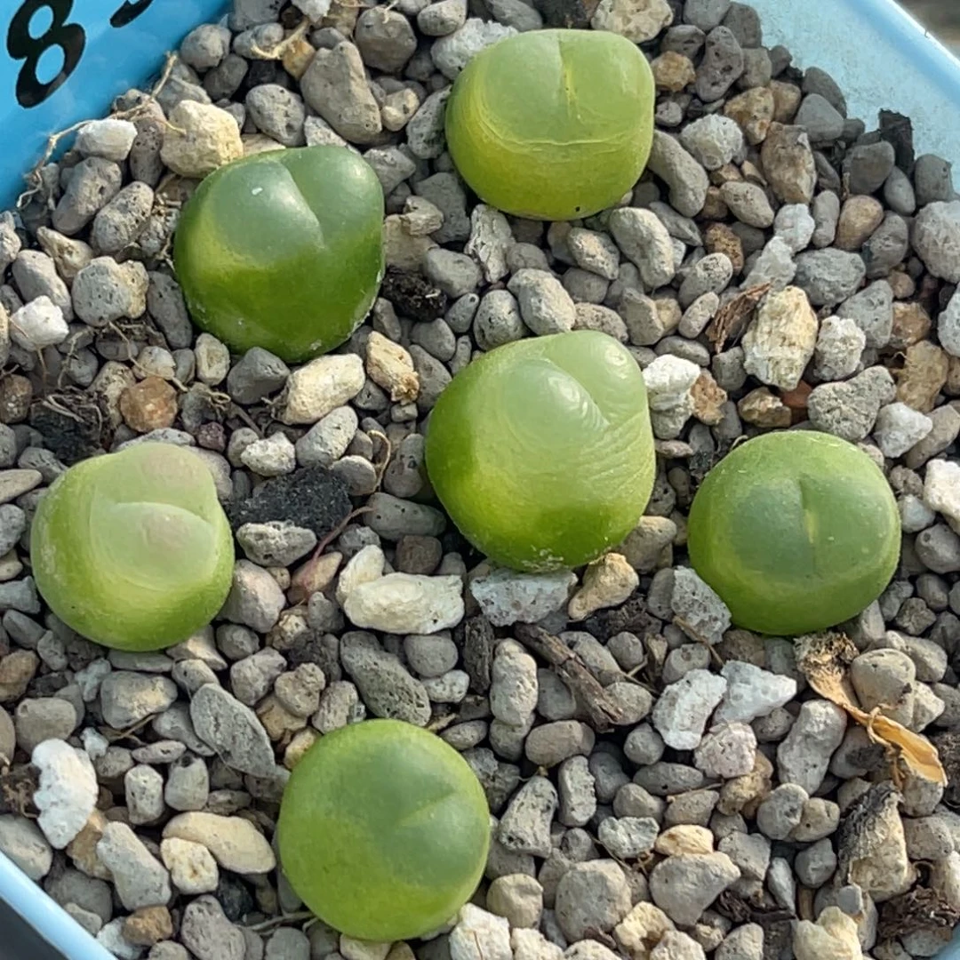 9895日系拉登六颗