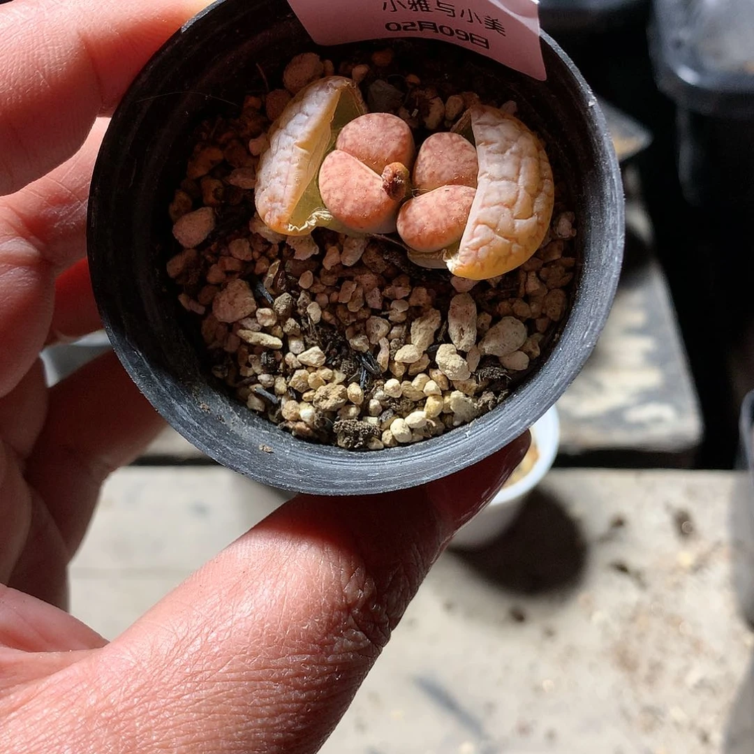 E165多肉植物保护研究所