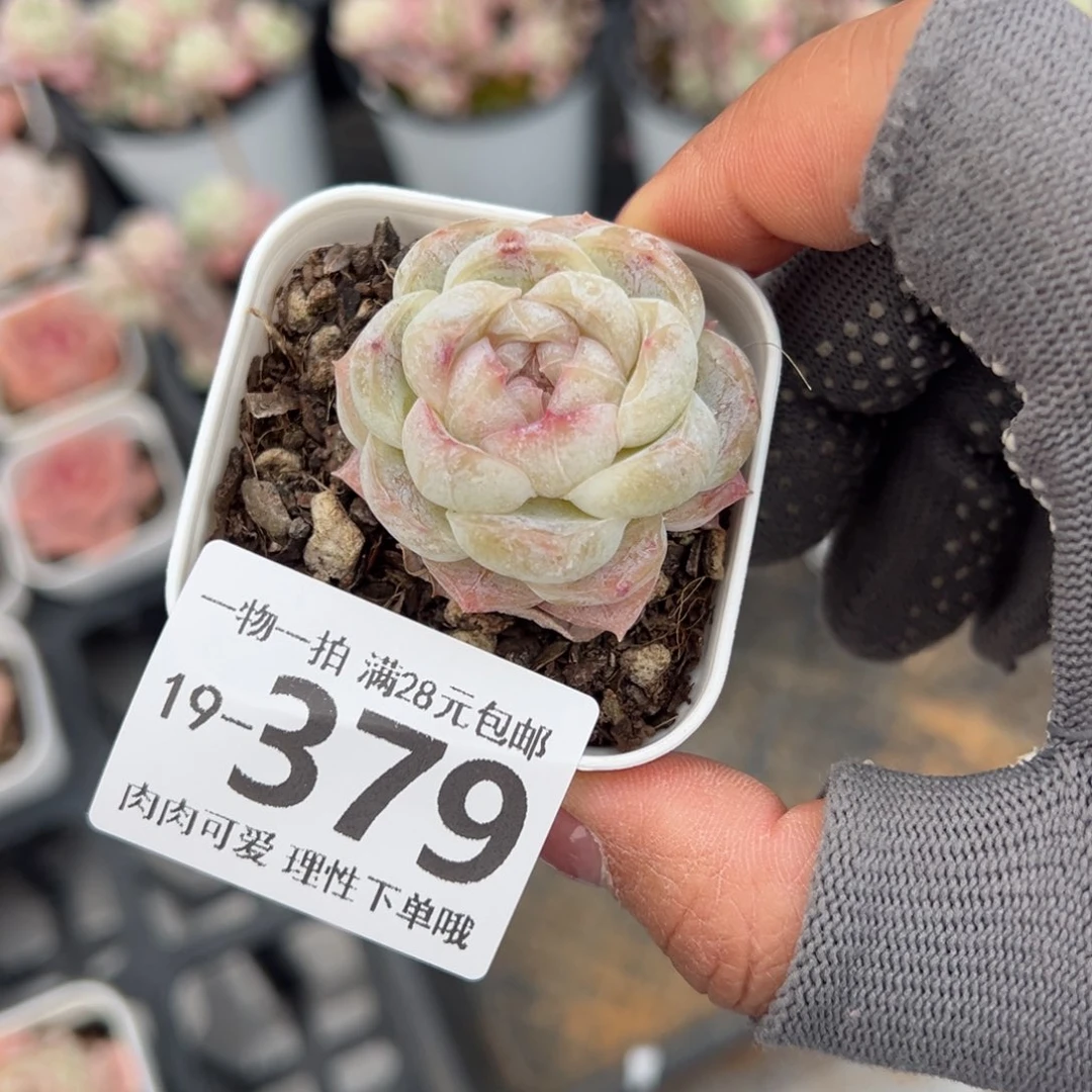 奶盖多肉多肉多肉多肉