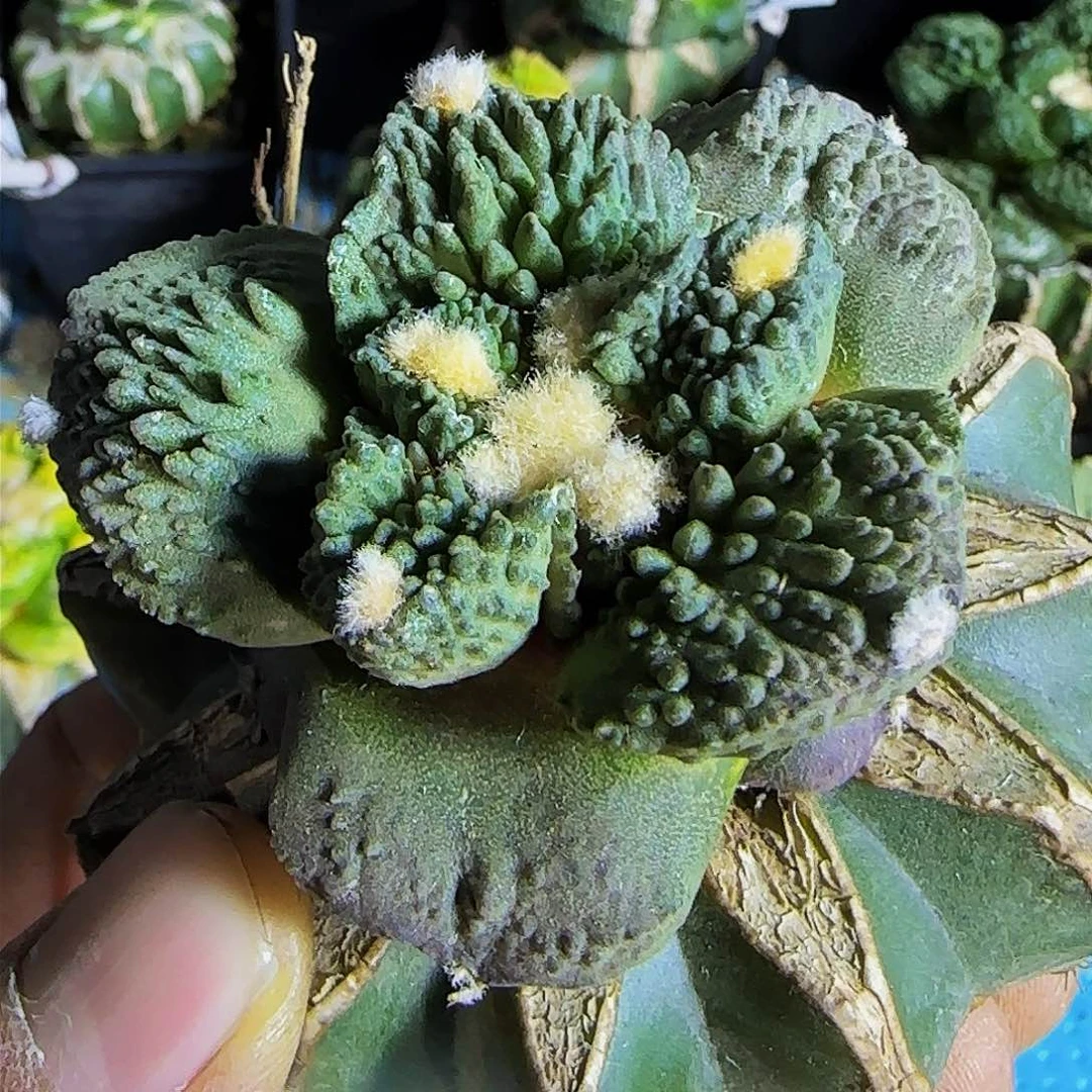 大尤哥斯拉004仙人球