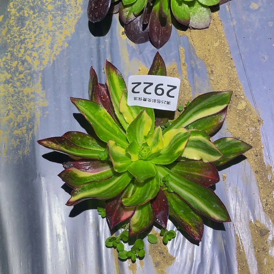 2922魅影中班七彩多肉植物