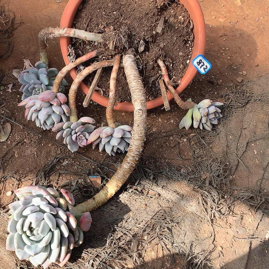 872胖美人 一物一拍多肉