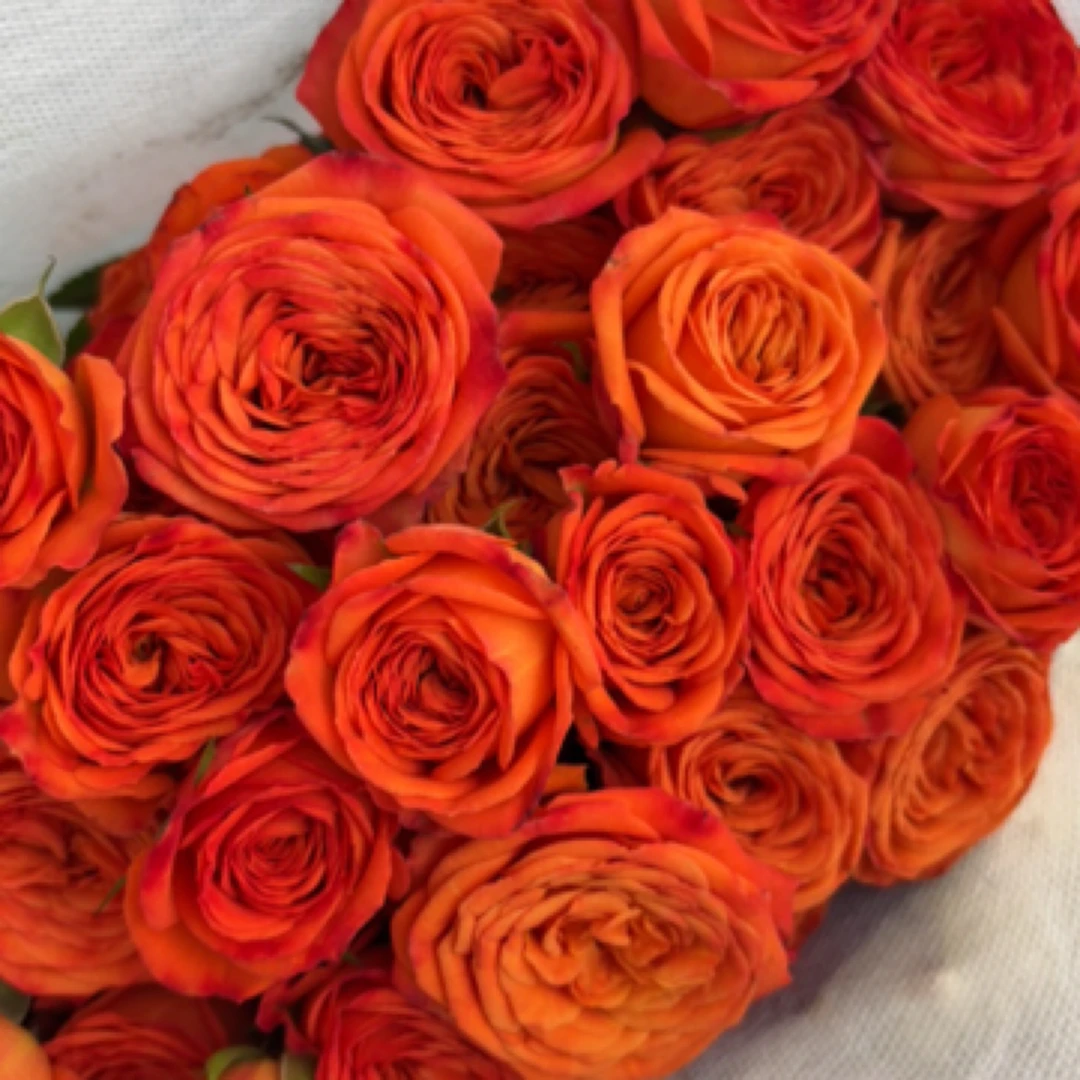 橙色芭比多头一整把