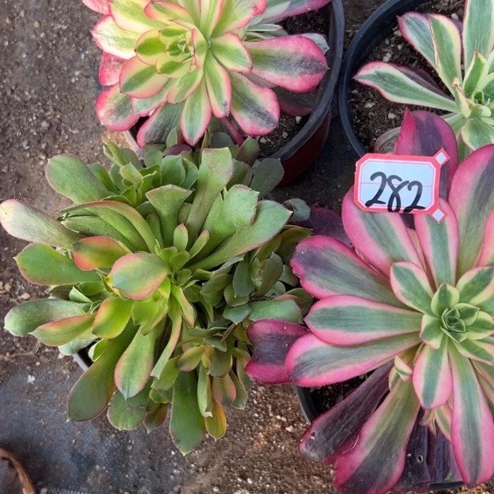多肉植物282不售后