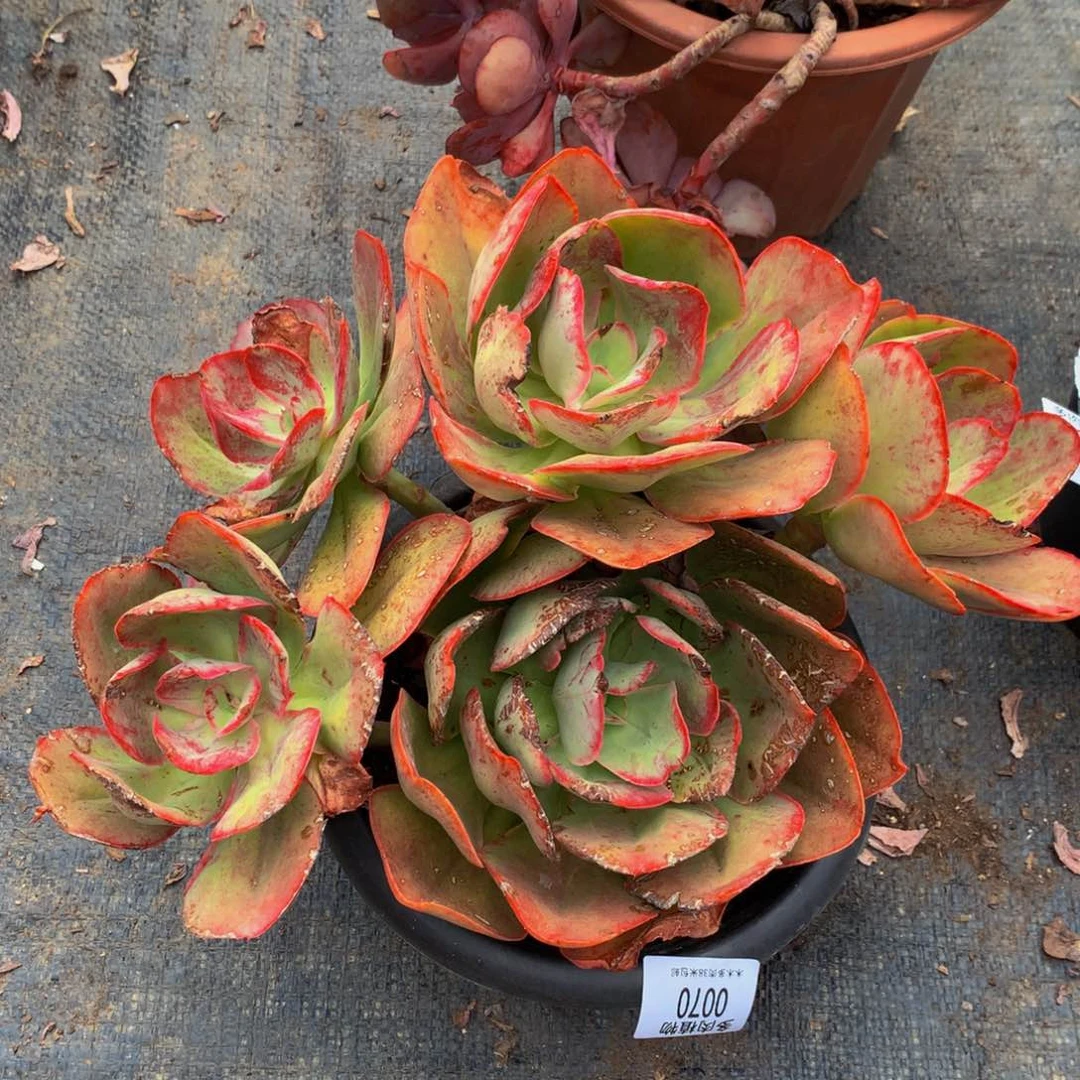 独***®0070原始初吻有晒斑