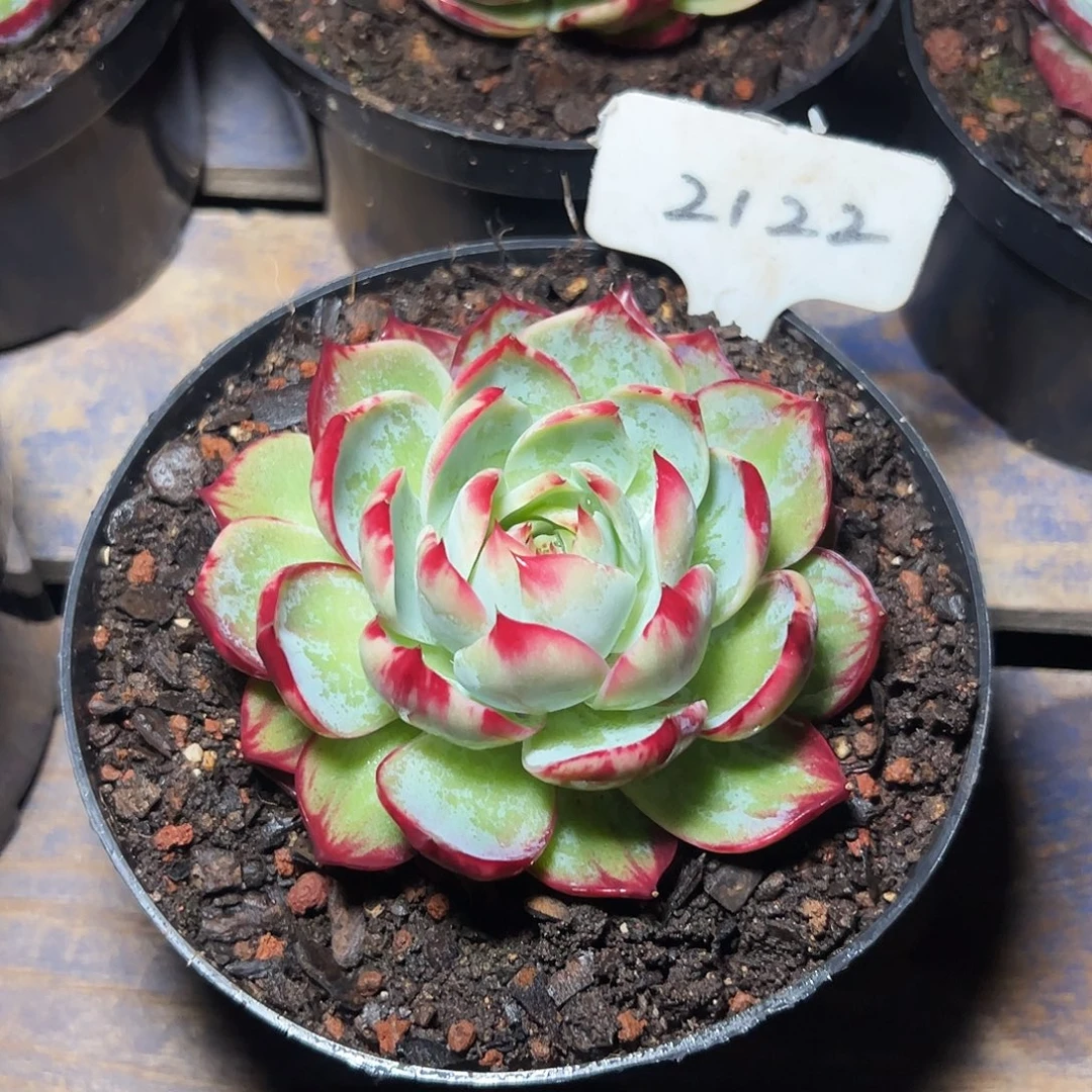 惊鸿仙子一物一拍2122号