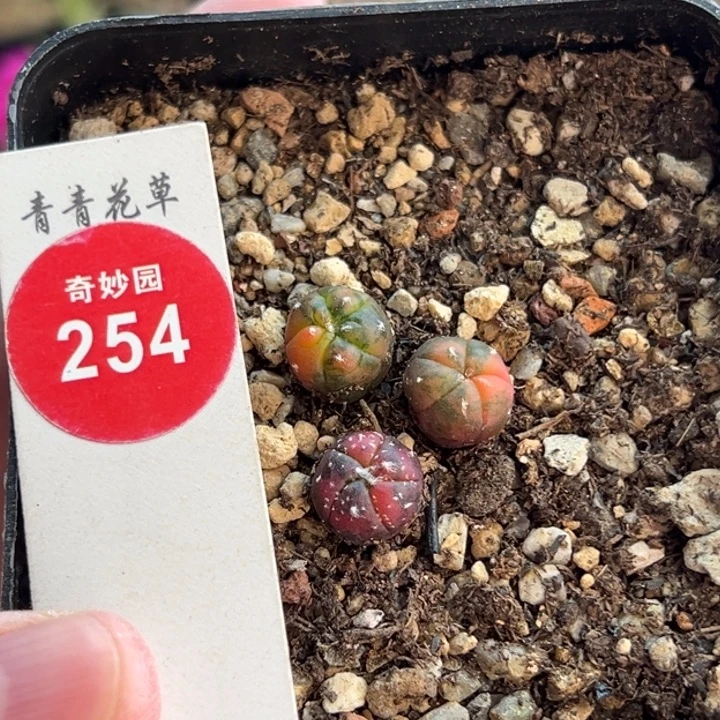 实生兜锦三棵组合36877