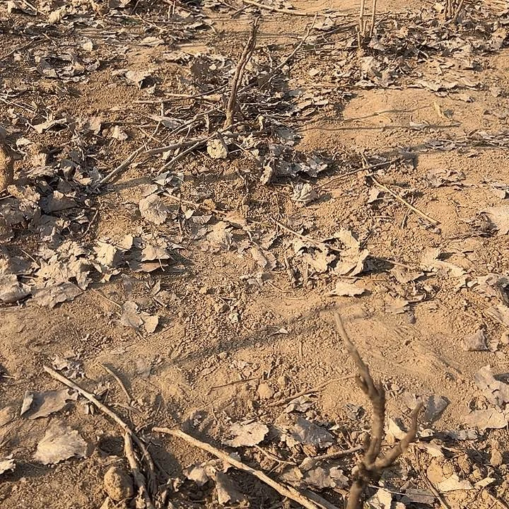 果***晨完全开放魏紫1111