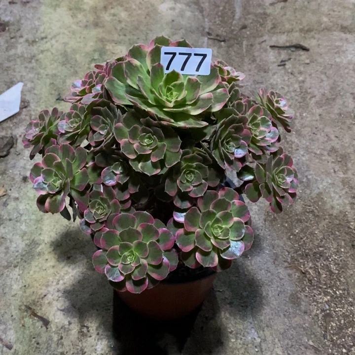 用****3安娜多肉植物777
