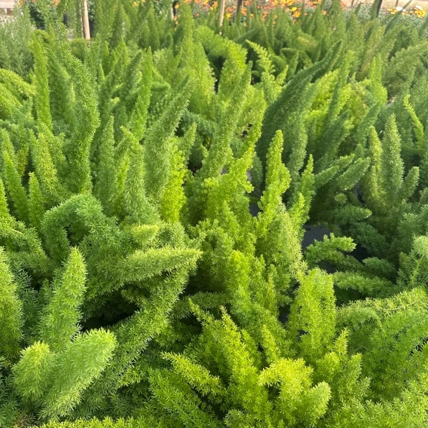 【狐尾天门冬】两加仑观叶盆栽阳台花园庭院绿植四季常绿耐晒耐热