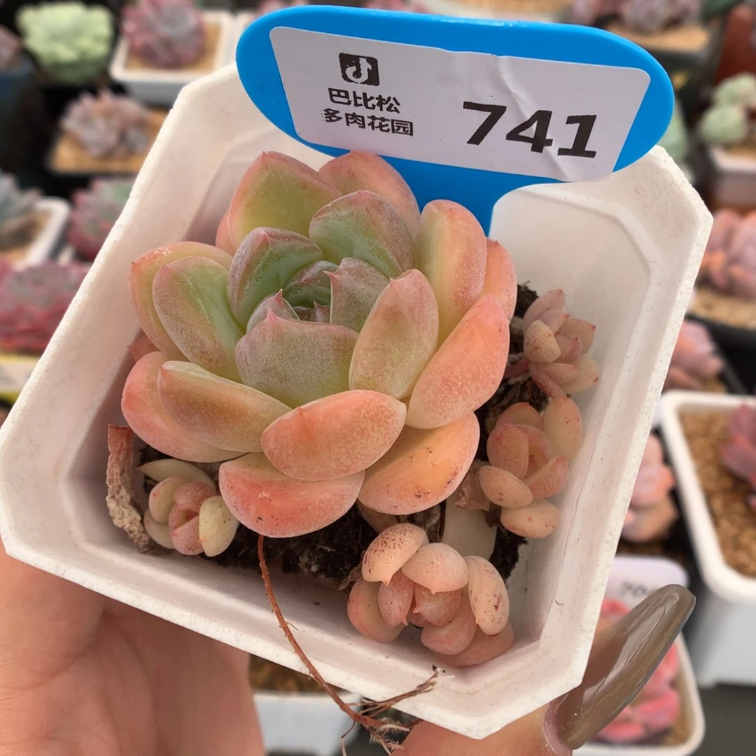 741半捧飘枝糖心多肉植物