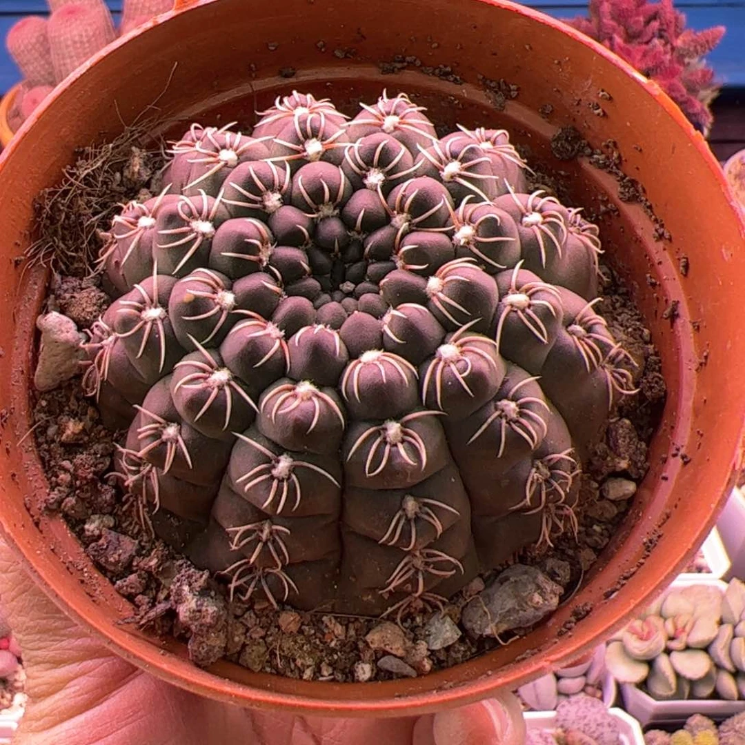 小****r瑞昌玉。