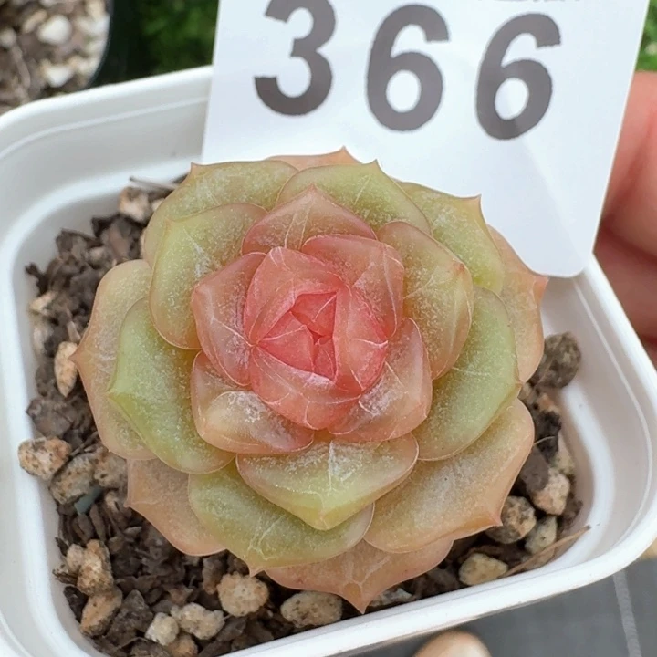 宫花            多肉植物