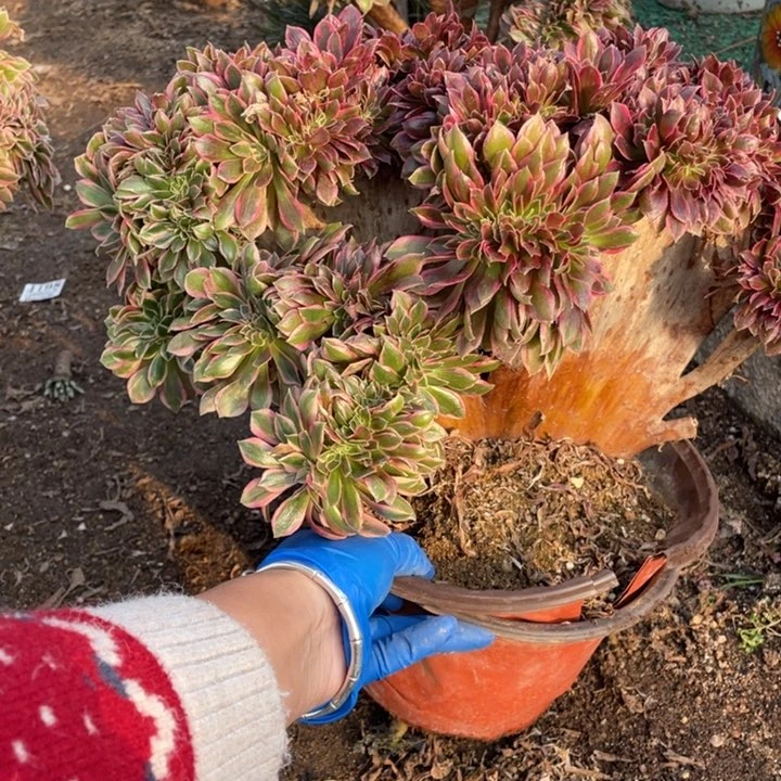 156号女神缀化多肉